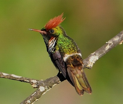 topetinho vermelho