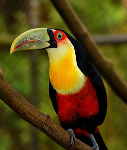 tucano