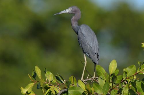 garça azul