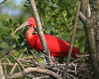 guará