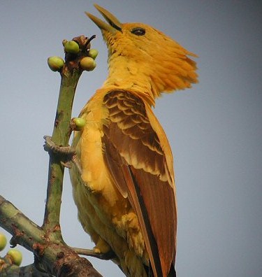 pica pau amarelo