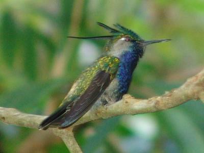 tesourinha da mata